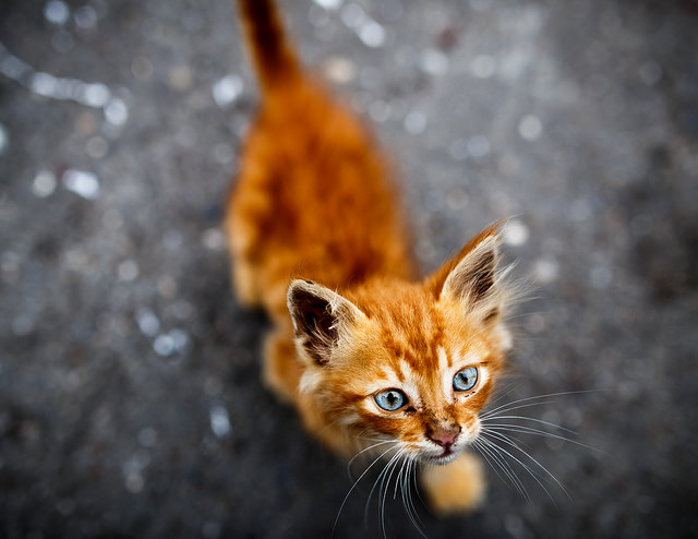 Cats of Istanbul