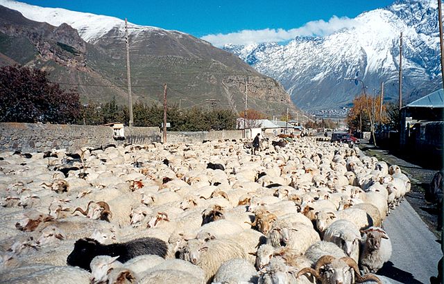 georgian military highway sheep