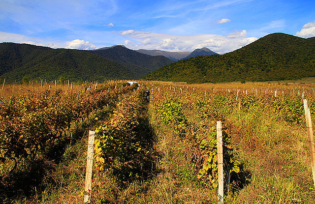 georgia wine