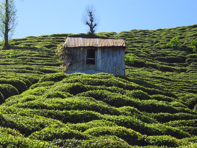 the-tea-plantations-1785803_640